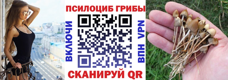 закладки  Лодейное Поле  Галлюциногенные грибы Cubensis 